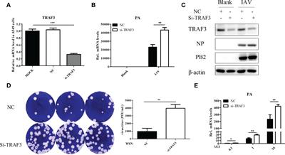 TRAF3 Positively Regulates Host Innate <mark class="highlighted">Immune Resistance</mark> to Influenza A Virus Infection